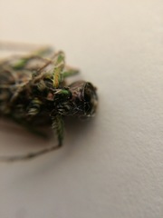 Neocicindela latecincta