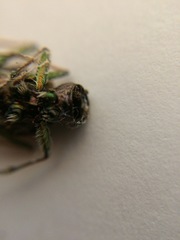 Neocicindela latecincta