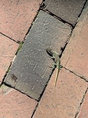Anolis carolinensis