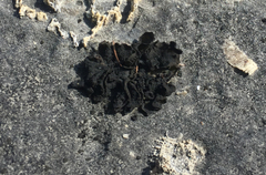 Lathagrium fuscovirens