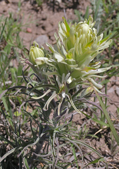 Castilleja citrina