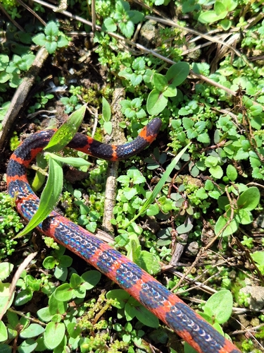 Chiapas Earth Snake