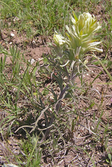 Castilleja citrina