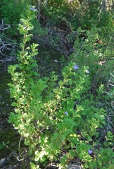 Salvia montecristina