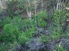 Salvia montecristina