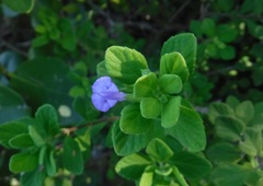 Salvia montecristina