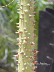 Ceiba