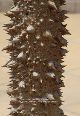 Ceiba