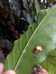 Charidotella tuberculata