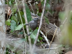 Pheugopedius maculipectus
