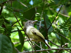 Oncostoma cinereigulare