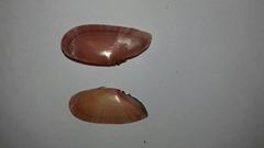 Moerella pulchella