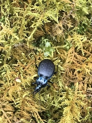 Sphaeroderus