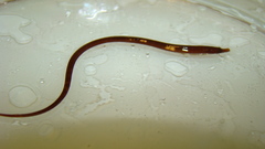 Nerophis lumbriciformis