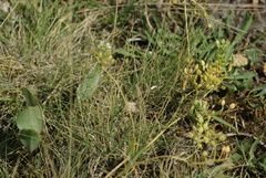 Lepidium cartilagineum