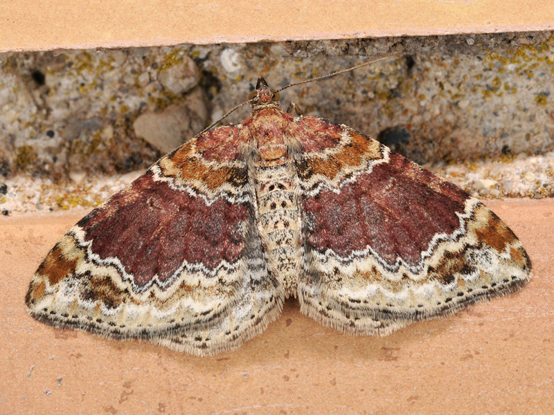 Xanthorhoe vidanoi
