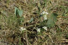 Lepidium cartilagineum