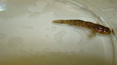 Gobius