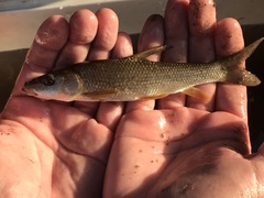 Iberian Long-Snout Barbel photo 4