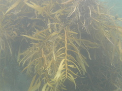 Carpophyllum flexuosum