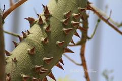 Ceiba