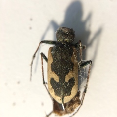 Neocicindela latecincta