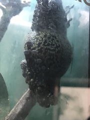 Theloderma corticale