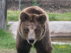 Animalia