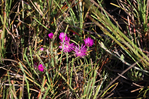 Image of Ficinia praemorsa by (c) Tony Rebelo, some rights reserved (CC BY-SA)
