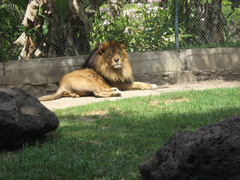 Animalia