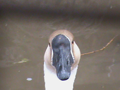 Animalia