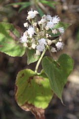 Chromolaena collina