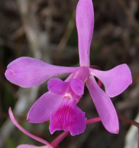 Jenischiana Orchid