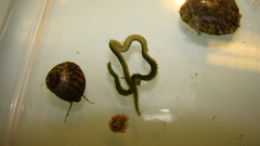 Eulalia