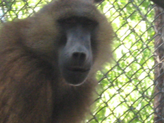 Animalia