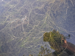 Najas guadalupensis