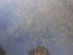 Najas guadalupensis