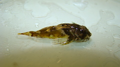 Taurulus bubalis