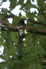 Terpsiphone atrocaudata