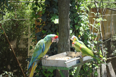 Animalia