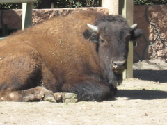 Animalia