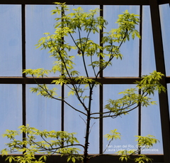 Ceiba