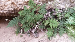 Myriopteris clevelandii