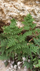 Myriopteris clevelandii