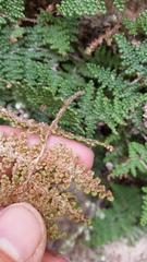 Myriopteris clevelandii