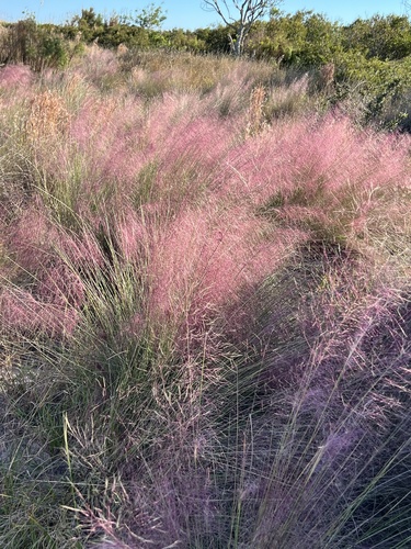 Gulfhairawn muhly (Muhlenbergia sericea)