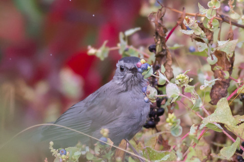 Pájaro gato gris (Dumetella carolinensis)