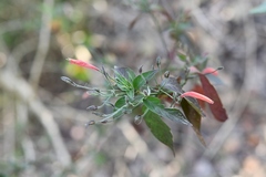 Dicliptera sciadephora