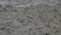 Motacilla alba