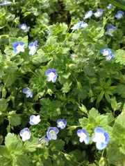 Veronica persica